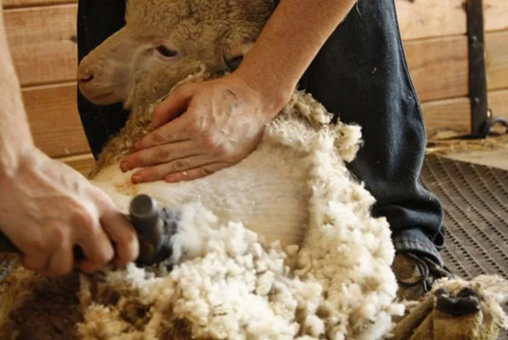 tonte chevre laine angora mohair transformation processus