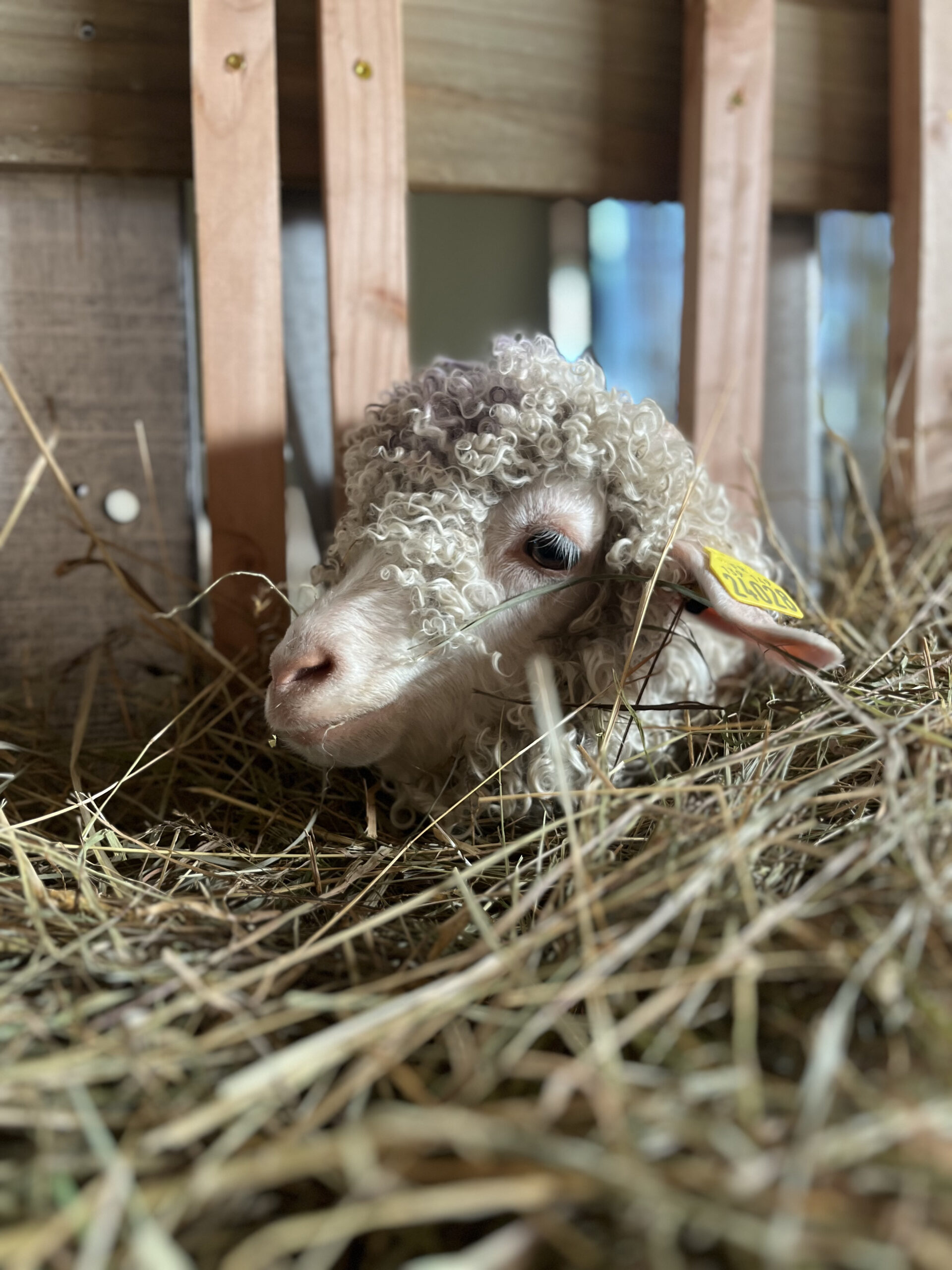 mohair ferme chèvre angora élevage local laine Anne Laure Sablé 23
