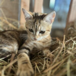 Copo, premier chat de troupeau